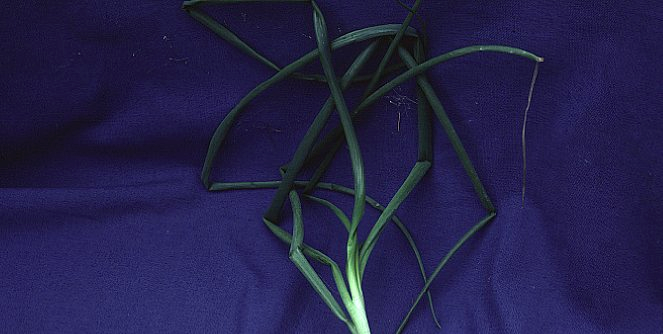 망간 결핍 manganese deficiency in onions