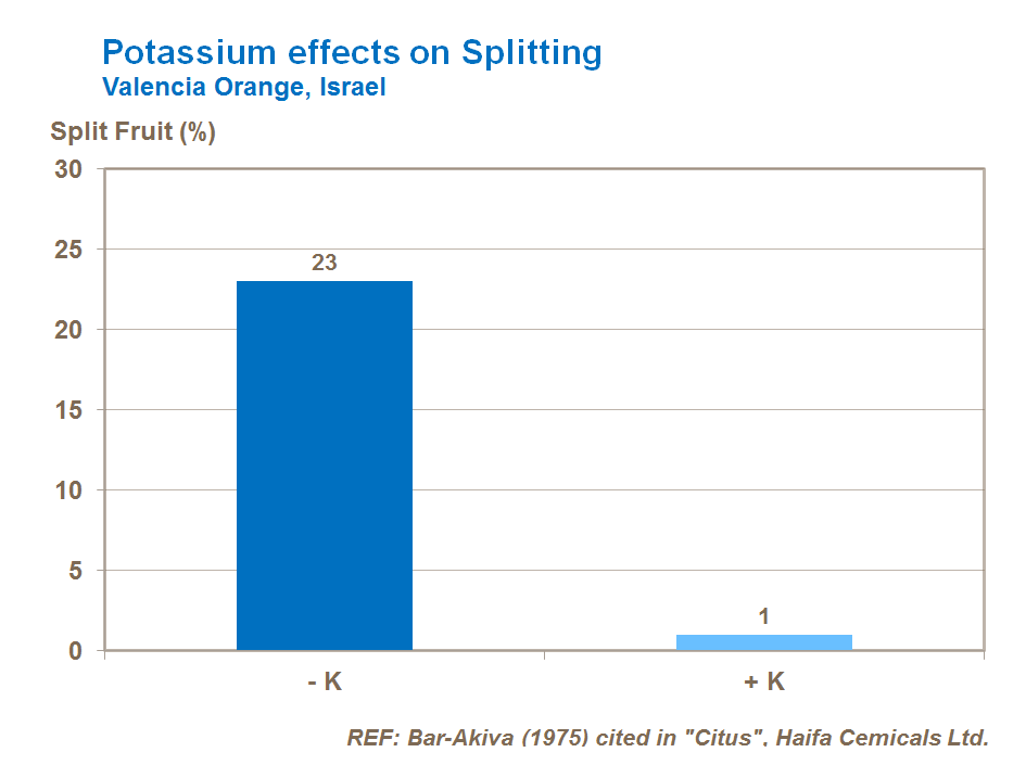 껍질균열과 칼륨 potassium effect on citrus peel splitting
