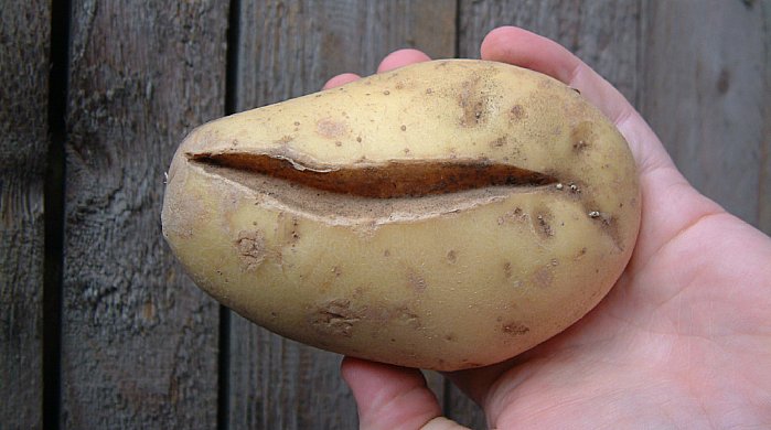 potato crop water management, tuber splitting, overwatering