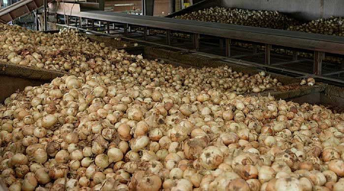 storage of onions