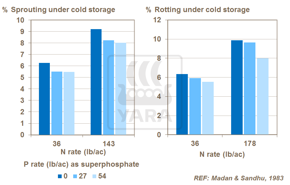 phosphorus: nitrogen balance and onion crop quality