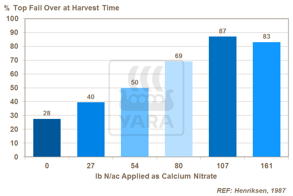 nitrogen and onion maturity