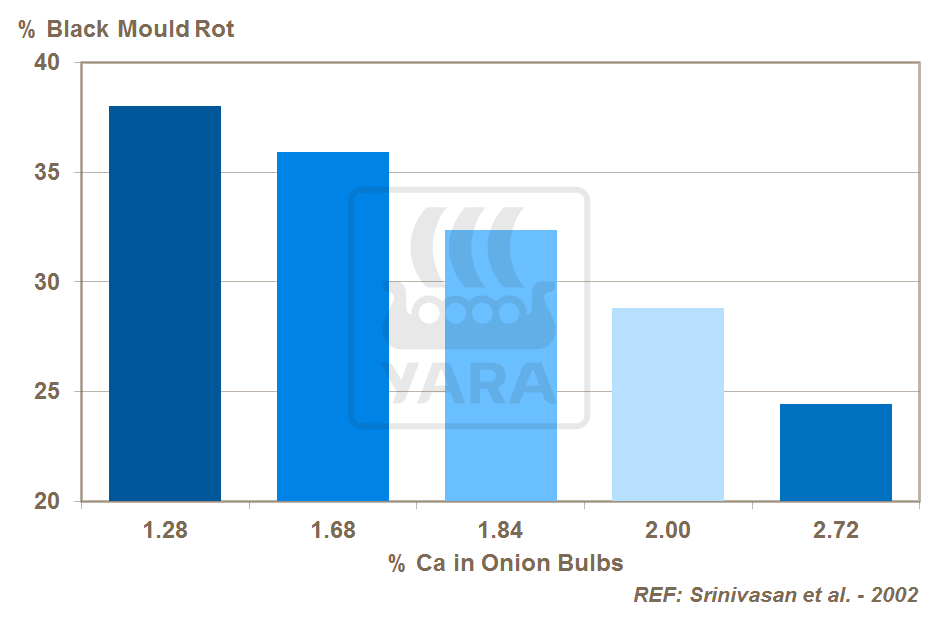 calcium and onion bulb rots