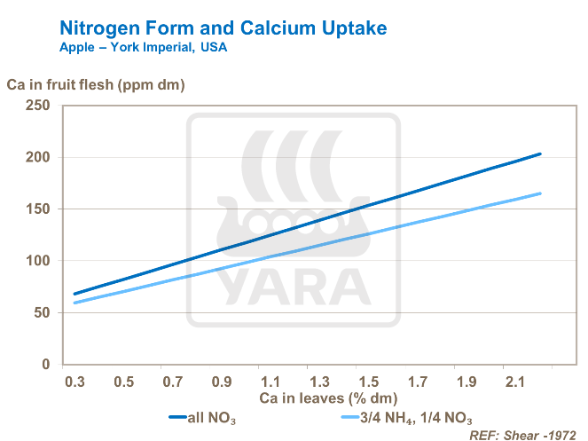 질소형성과 칼슘흡수