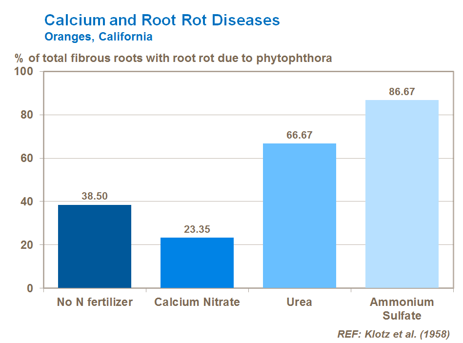 calcium and citrus root rot diseases