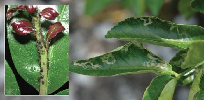 citrus leaf curl