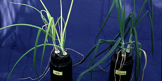 iron deficiency in onion