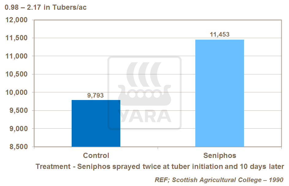 foliar P and tuber number