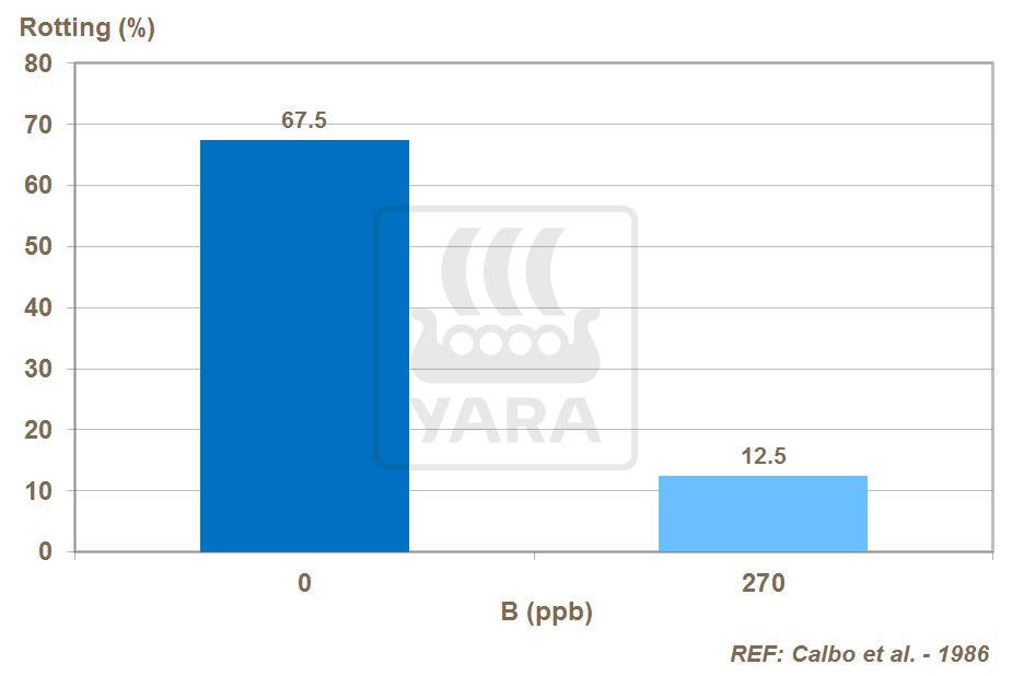 boron effect on onions storage quality