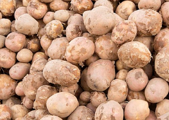 potatoes freshly harvested