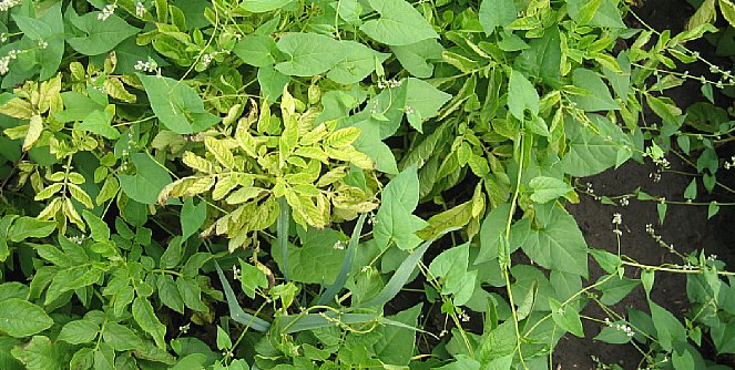 iron deficiency in potato plant