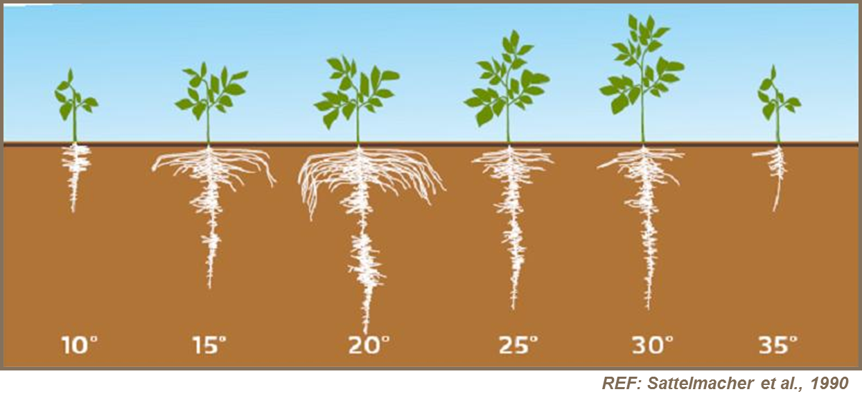 effects of soil temperature on root development