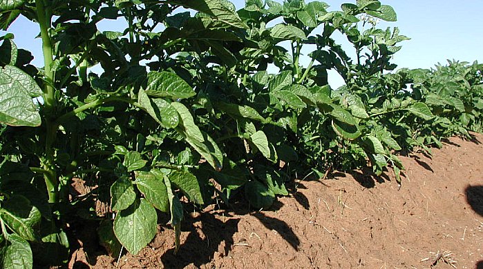ridging and hilling potato crop