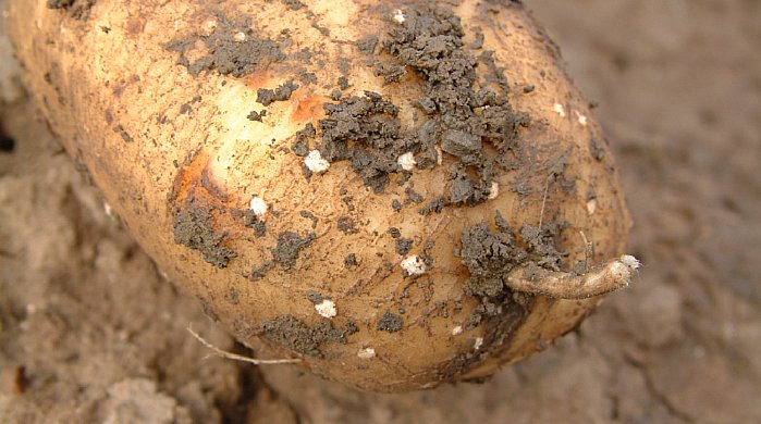 water management on potato crop, lenticel development