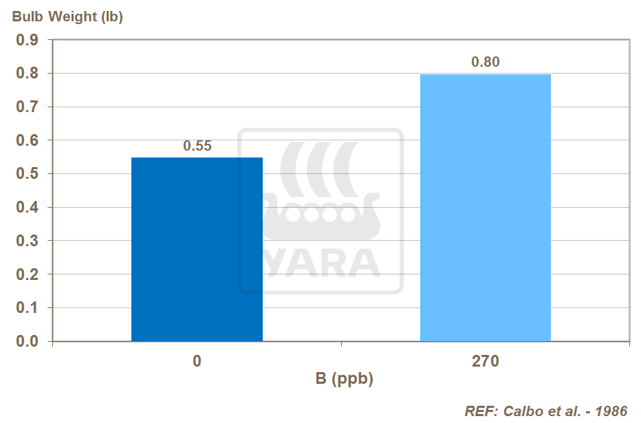 boron effect on onion yield