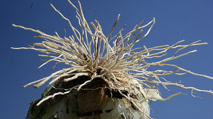 Soil and water management