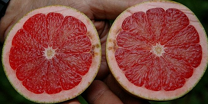 Citrus Albedo Breakdown