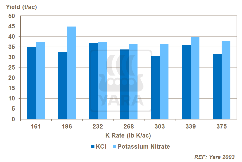 potassium source, salt stress and yield