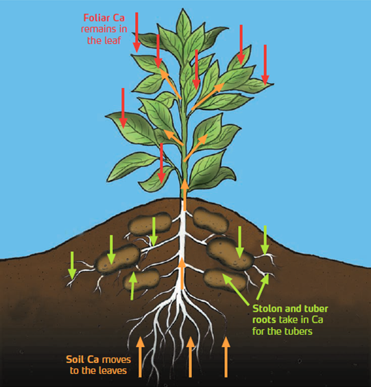 Potato Calcium Movement