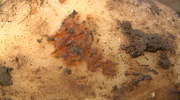 potato common scab, water management