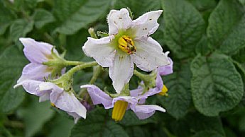 flowering and bulking growth stage