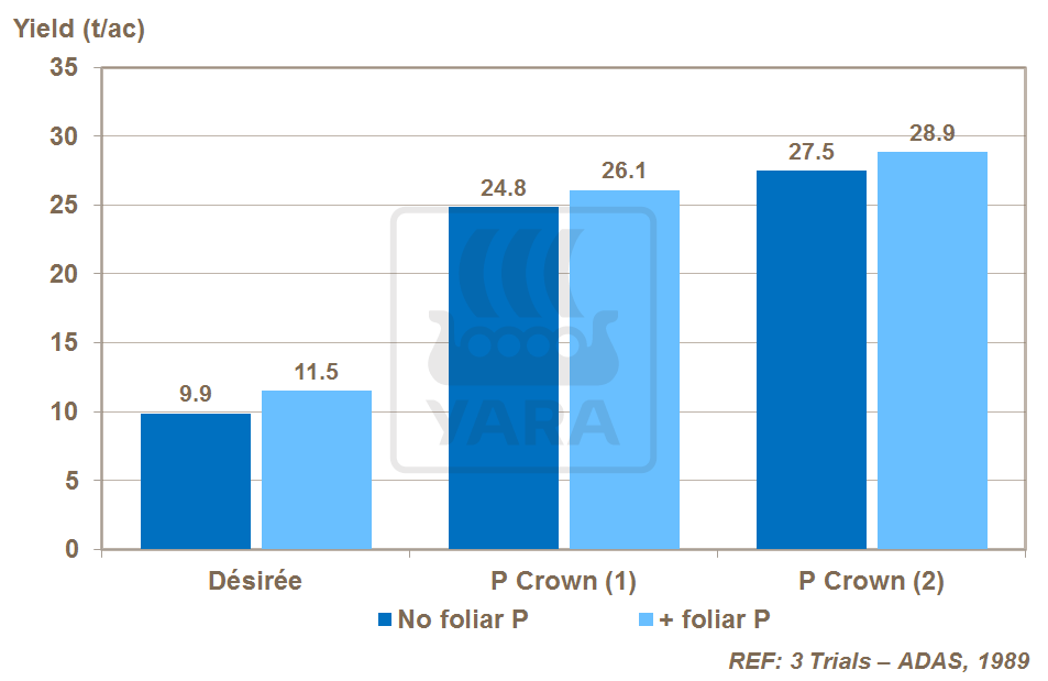 foliar P and yield