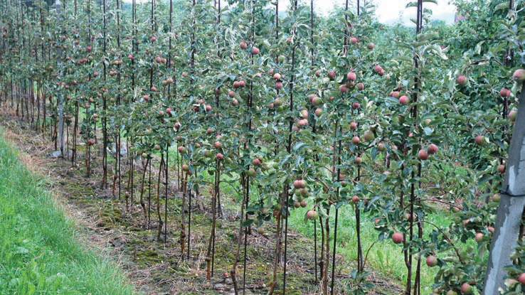 과수원체계3