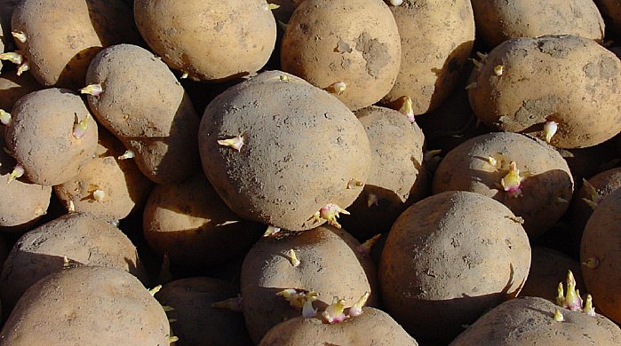 potato sprouts, physiological ageing