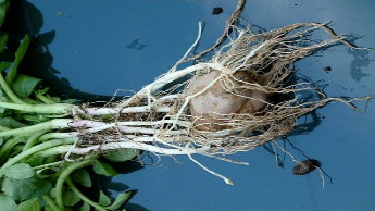 before tuber initiation hook stage