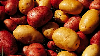 이미지: 감자 종류