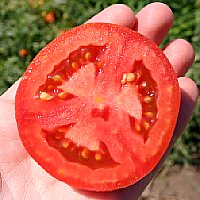 Processed Tomatoes