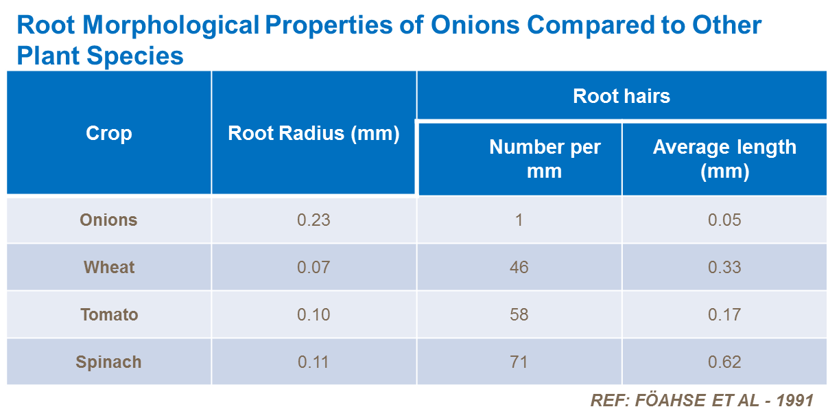 root morphological properties of onions compared to other plant species