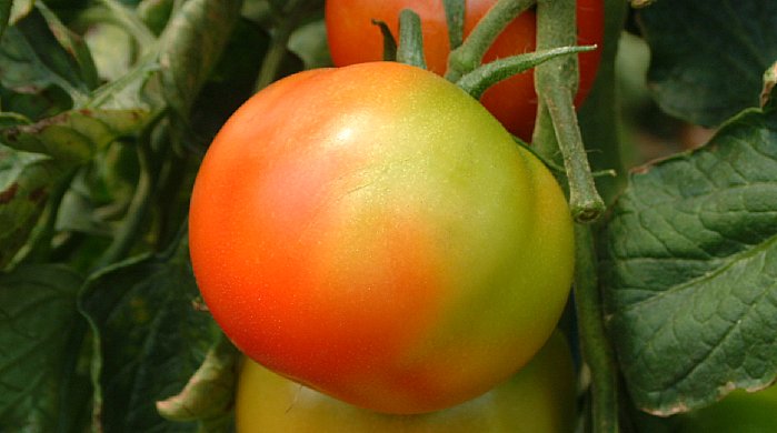 uneven ripening on tomato