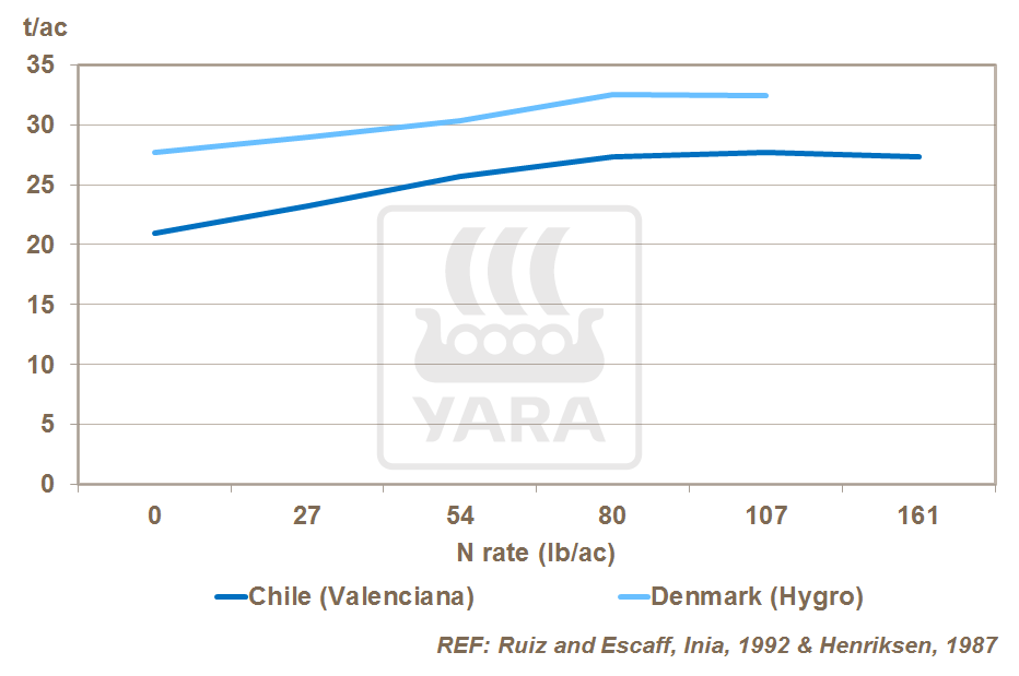 nitrogen and onion yield
