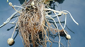 tuber initiation growth stage