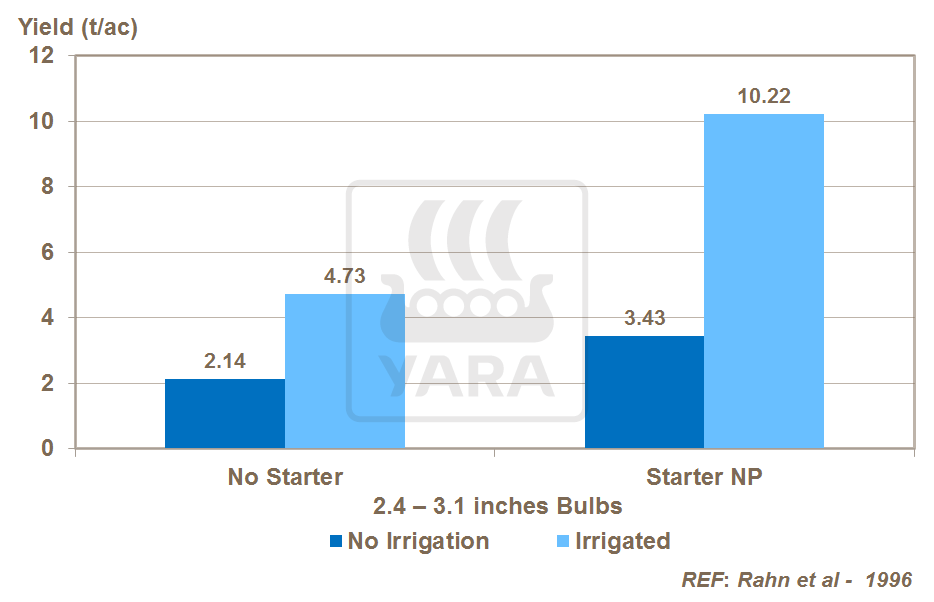 phosphorus starter solutions and onion yield